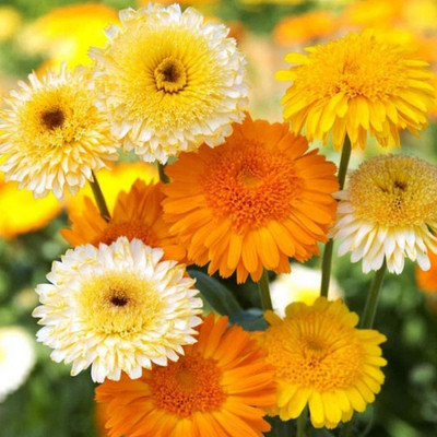 VibeX Calendula Seed(15 per packet)