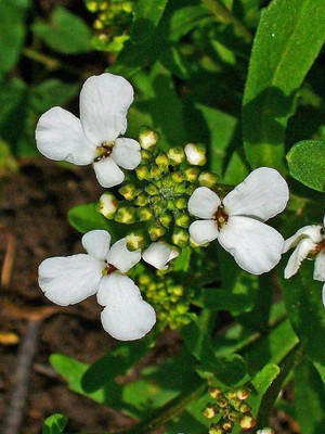 CYBEXIS Iberis Amara - Rocket Candytuft Seed(50 per packet)