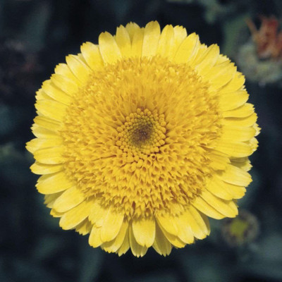 VibeX Calendula Seed(15 per packet)