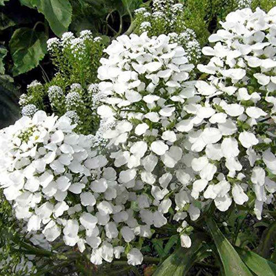 VibeX PAU-19-Candytuft (Perennial) Snowflake-30 x Seeds Seed(30 per packet)