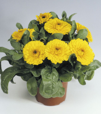 CYBEXIS Exotic Ornamental Calendula Flower Seeds Seed(50 per packet)