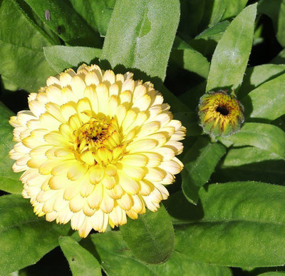 CYBEXIS Marigold Cream Beauty Seeds - Calendula offficinalis Seed(50 per packet)