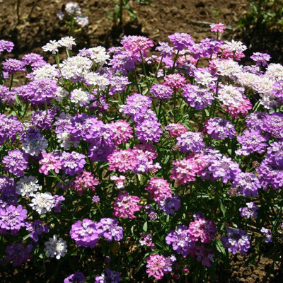 VibeX HUA-4-F1 Hybrid Candytuft Mayfield Beauty-20 x Seeds Seed(20 per packet)