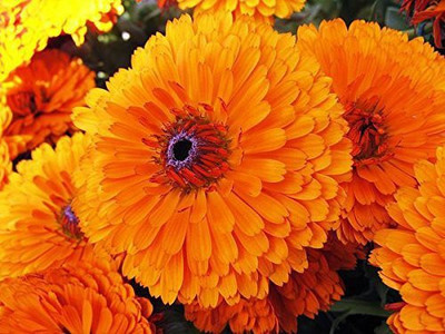 CYBEXIS Calendula Officinalis Fiesta Gitana Superior Mix Flower Seeds Seed(1 g)