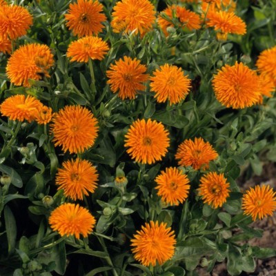 CYBEXIS Calendula officinalis 'Porcupine' English Marigold Hardy Annual Flowers Seed(1 g)