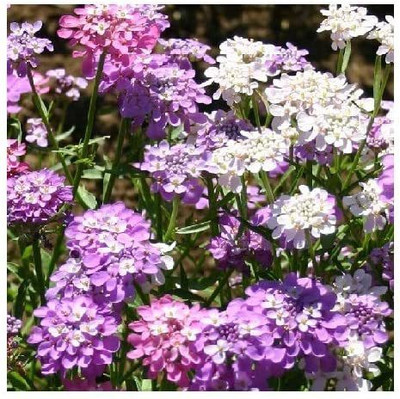 VibeX Candytuft/Iberis umbellata 'Fairy Mix' / Hardy Annual/Fast Growing/Bee Friendly Seed(100 per packet)