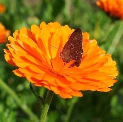 CYBEXIS Hybrid Calendula officinalis Seed(50 per packet)