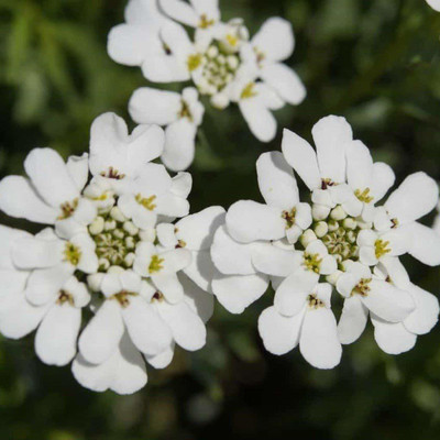 VibeX Dwarf Fairymix Candytuft Flower Seeds Seed(75 per packet)
