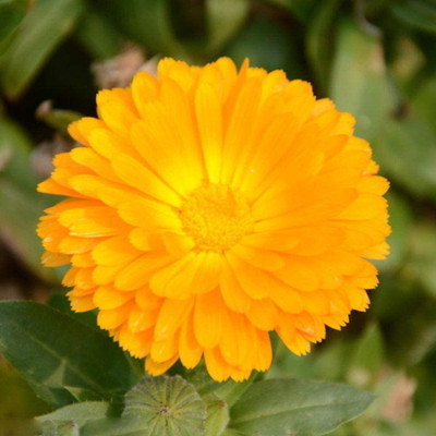 VibeX Calendula Seed(15 per packet)