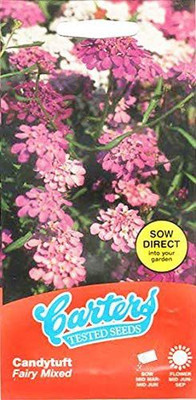 VibeX Beautiful and Annual Rocket Candytuft Flower Seeds Seed(15 per packet)