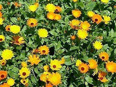 VibeX Calendula Seed(20 per packet)