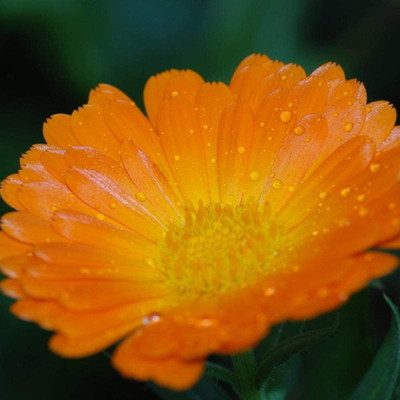 VibeX Calendula Seed(15 per packet)