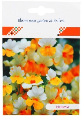 VibeX ® PUAS-50-World Botanics Flowers - Nemesia Seventh Heaven F1 -200 x Seeds Seed(200 per packet)