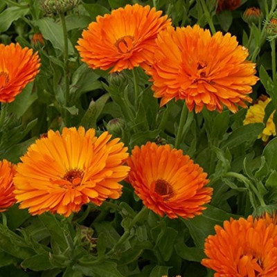 CYBEXIS Calendula Officinalis Fiesta Gitana (Dwarf) Growing Seeds Seed(50 per packet)