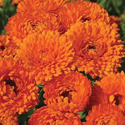 VibeX Calendula Double Mix Seeds- Seed(15 per packet)