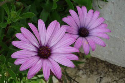 CYBEXIS Osteospermum Italian Flower Seeds Seed(50 per packet)