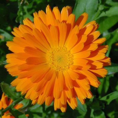 CRGO CALENDULA Seed(15 per packet)