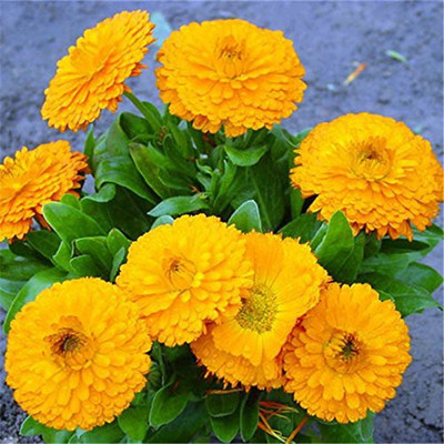 CYBEXIS Hybrid Calendula Officinalis Fiesta Gitana Superior Mix Garden Seed(50 per packet)