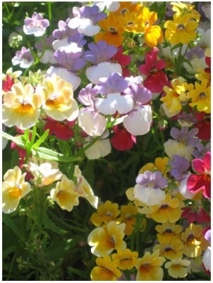 VibeX ® NBIR-92-NEMESIA - STRUMOSA - Carnival Mixture -120 x Seeds Seed(120 per packet)