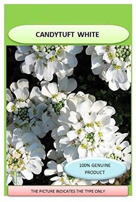 VibeX VHS CANDYTUFT (Perennial) Snowflake Seeds Seed(15 per packet)