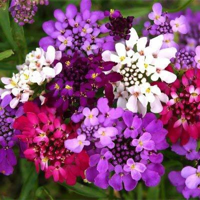 VibeX GREEN Candytuft Flower F1 Hybrid Seeds Seed(100 per packet)