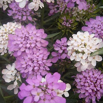 VibeX HUA-46-Iberis Candytuft-100 x Seeds Seed(100 per packet)