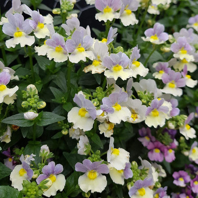 CYBEXIS Nemesia Flower Seeds from UK - Perennial Mixed Seed(50 per packet)