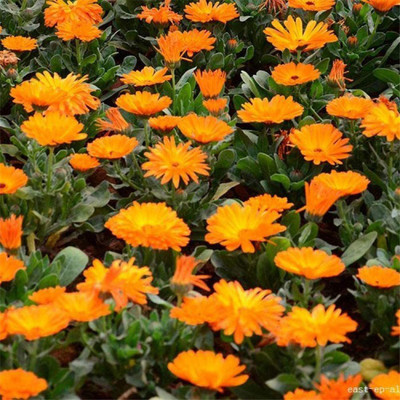 CYBEXIS Garden Balcony,Four Seasons Pot Calendula Seeds Seed(50 per packet)