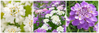 VibeX Mixed Seeds. Mixed Candytuft Seed(40 per packet)