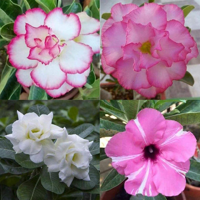 VibeX NBIR-57-Cool Candytuft Seeds - Dwarf Fairyland Mixed - Iberis Umbell.-40 x Seeds Seed(40 per packet)