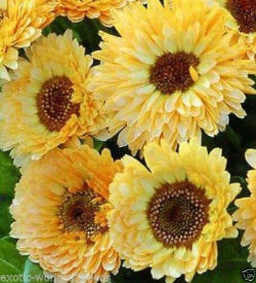 VibeX Calendula Seed(15 per packet)