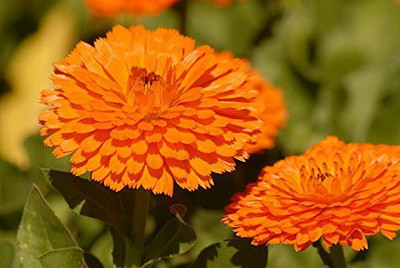 CYBEXIS Calendula Double Mixed Seeds Seed(50 per packet)