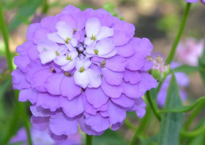 VibeX Gibraltar candytuft Seeds (Iberis Giblartarica) Seed(20 per packet)