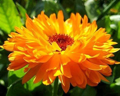 VibeX Calendula Seed(20 per packet)
