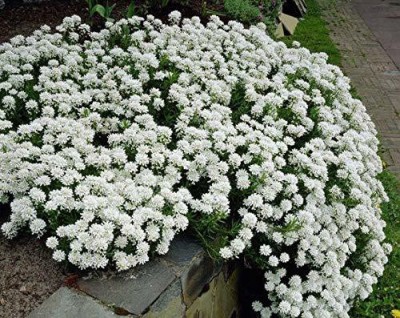 CYBEXIS Candytuft Flower F1 Hybrid Seeds Seed(50 per packet)