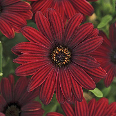 VibeX ™ IMP-25-Osteospermum Flower Seeds Seed(25 per packet)