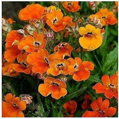 VibeX ™ PAU-74-Nemesia strumosa 'Prince of Orange/Cape Jewels/Good for containers/Seeds-15 x Seeds Seed(15 per packet)