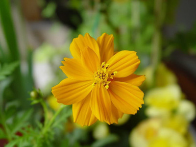 CYBEXIS Calendula Officinalis Flower Seeds Seed(50 per packet)