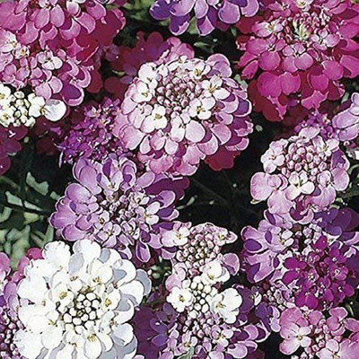 VibeX Iberis umbellata Dwarf Fairy Mix - Candytuft Seed(5 per packet)