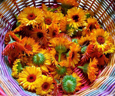 VibeX Calendula Seed(100 per packet)