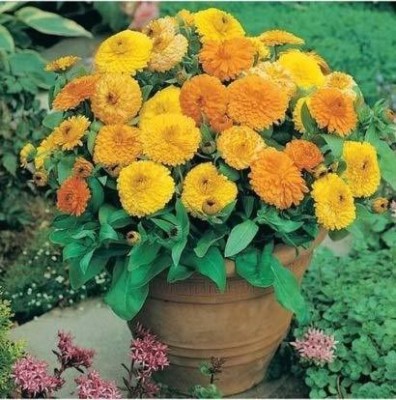 DROXTY ™ ICRA-59-Calendula Bon Bon Yellow Flower Seeds Kitchen Garden Packet-50 x Seeds Seed(50 per packet)