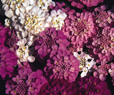 VibeX Iberis Sempervirens Seeds - Candytuft Crown Mixed Seed(5 per packet)