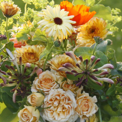 VibeX Calendula Seed(100 per packet)