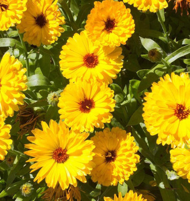 VibeX Calendula Seed(20 per packet)