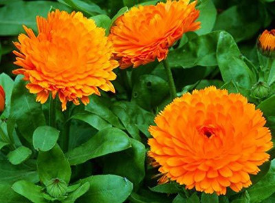 CYBEXIS Flower Calendula Seeds Good Germinetion Seed(1 g)