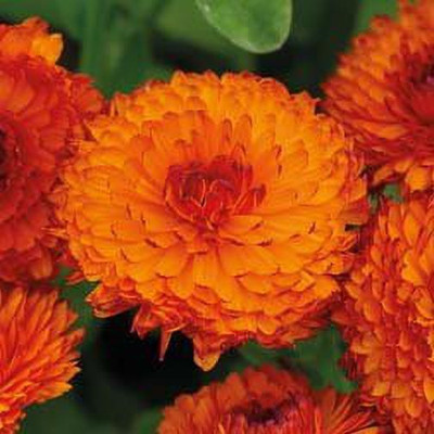 VibeX Hybrid Calendula Officinalis Fiesta Gitana Superior Mix Flower Seeds Seed(10 per packet)