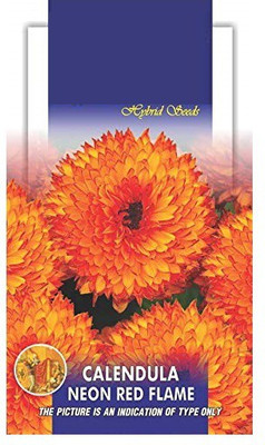 VibeX Calendula Mixed Colour | F1 Hybrid Flower Seed(20 per packet)