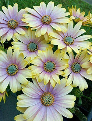 CYBEXIS Osteospermum Flower Seeds - Mix White Seed(50 per packet)