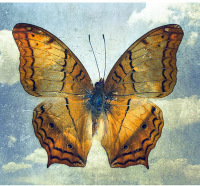 Artzfolio 78.232 cm Double Effect Butterfly Background Image D2 Peel & Stick Vinyl Wall Sticker 30.8inch x 28inch (78.1cms x 71.1cms) Self Adhesive Sticker(Pack of 1)