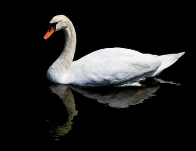 Artzfolio 78.486 cm White Swan Reflected In The Lake Peel & Stick Vinyl Wall Sticker 30.9inch x 24inch (78.5cms x 61cms) Self Adhesive Sticker(Pack of 1)